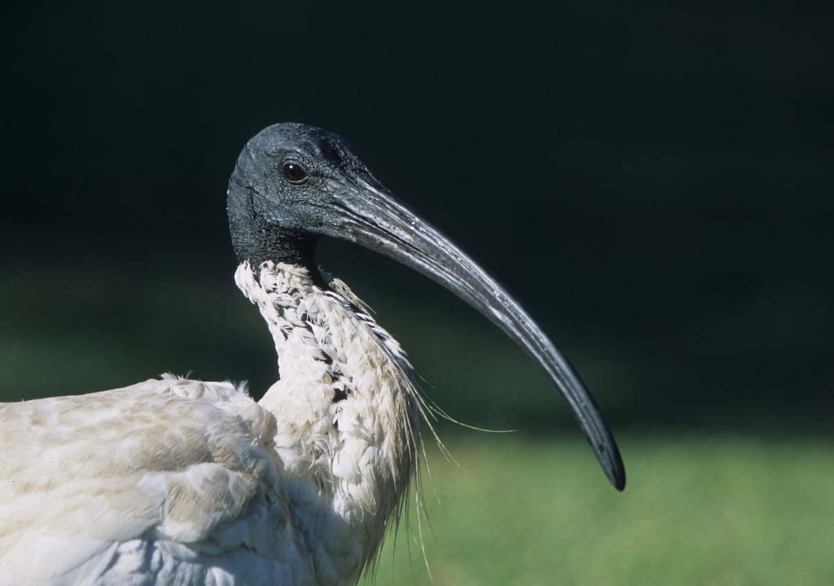 ibis australský - ML266118101