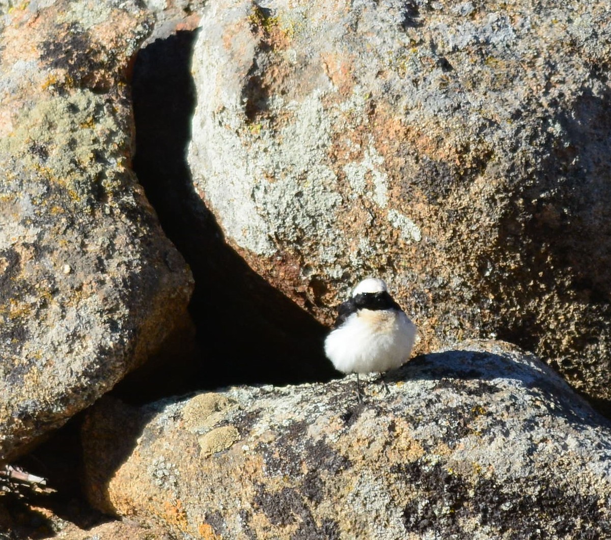 Pied Wheatear - ML26611891