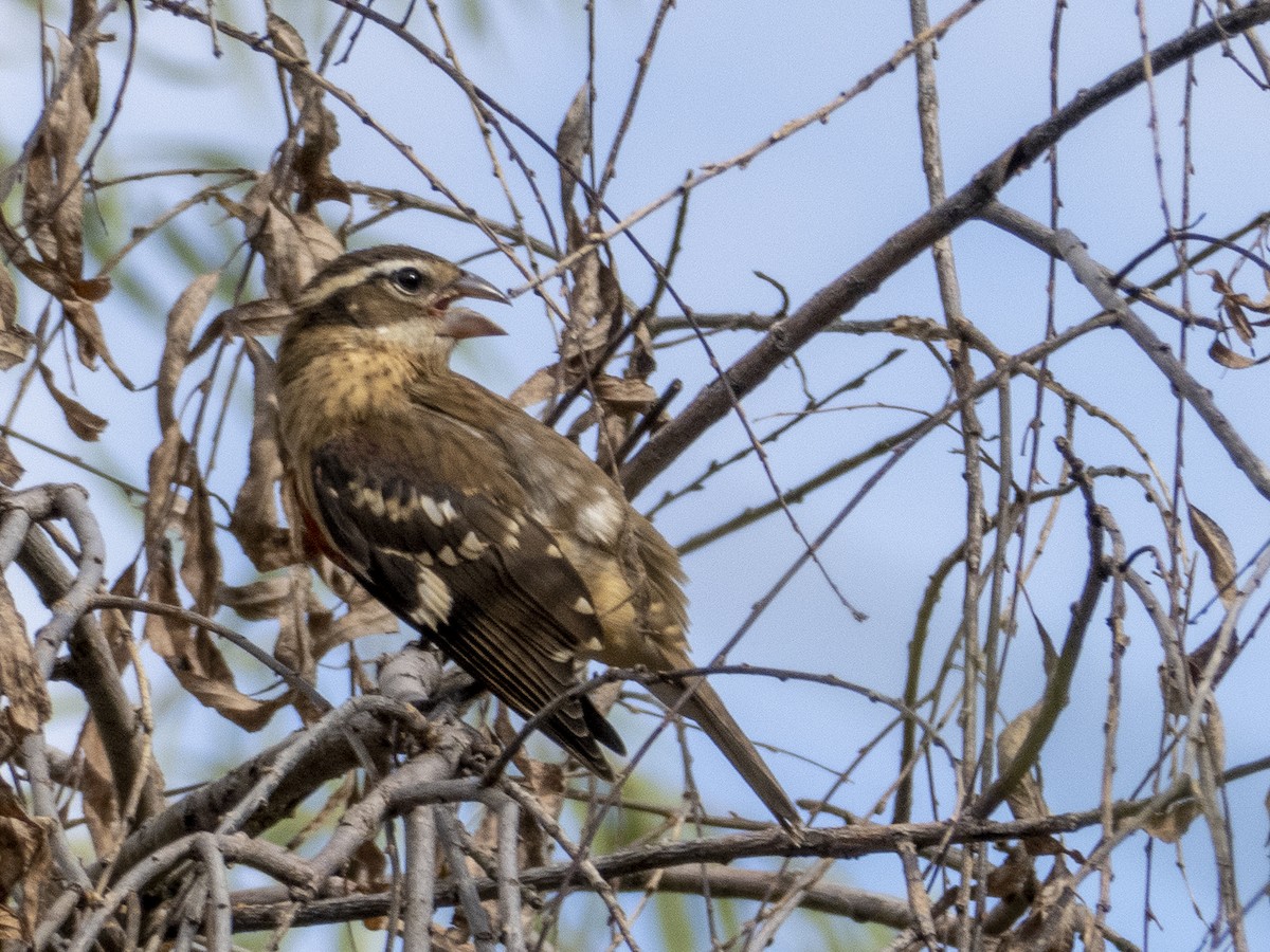 Rose-breasted Grosbeak - ML266119031