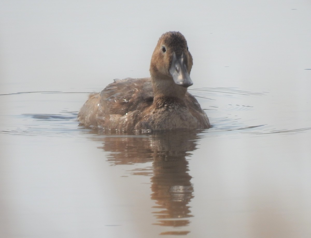 Canvasback - ML266119231