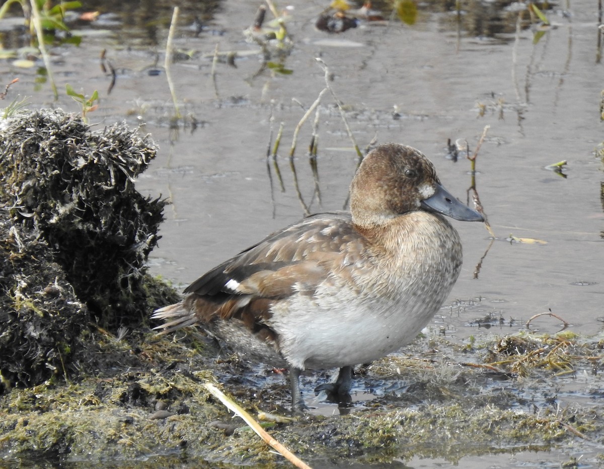 Lesser Scaup - ML266119881