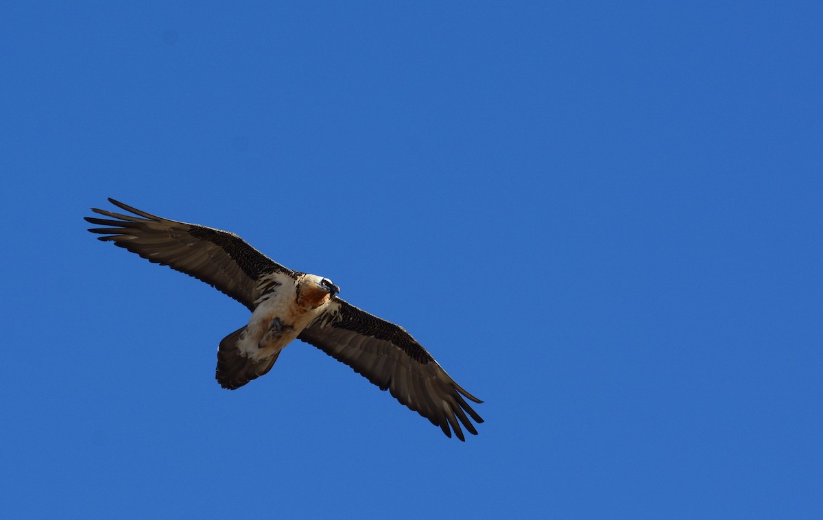 Bearded Vulture - ML26612011