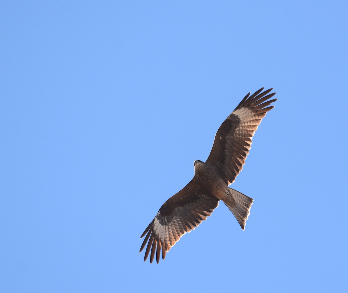 Black Kite (Black-eared) - ML26612041