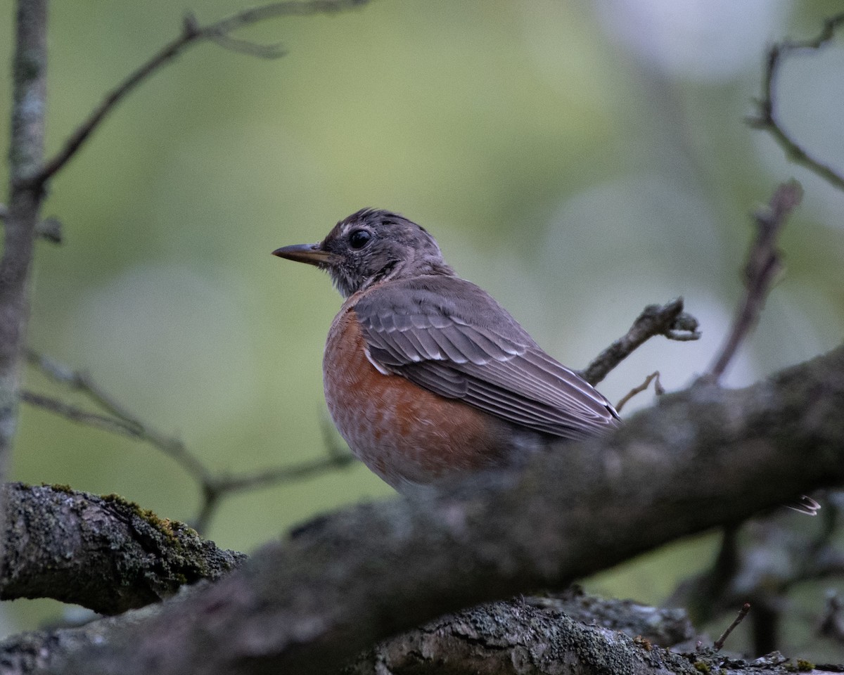 American Robin - ML266120531