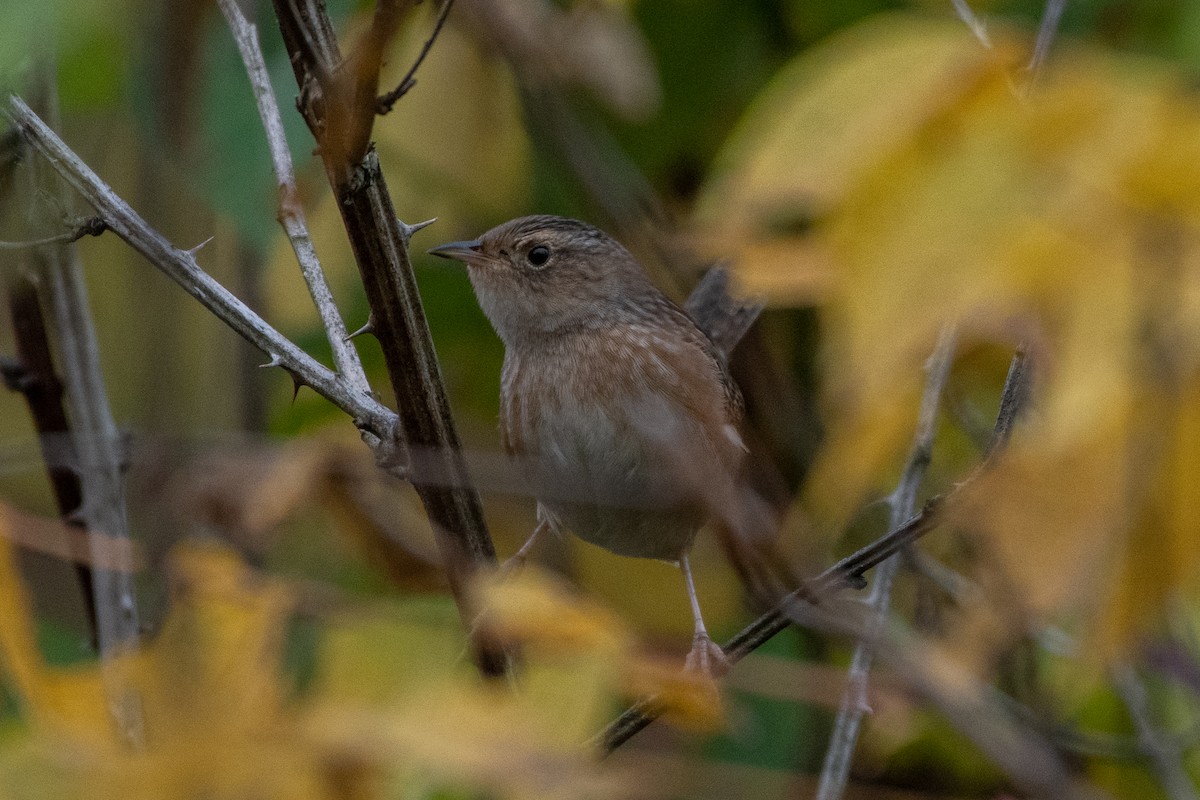 Sedge Wren - ML266120611