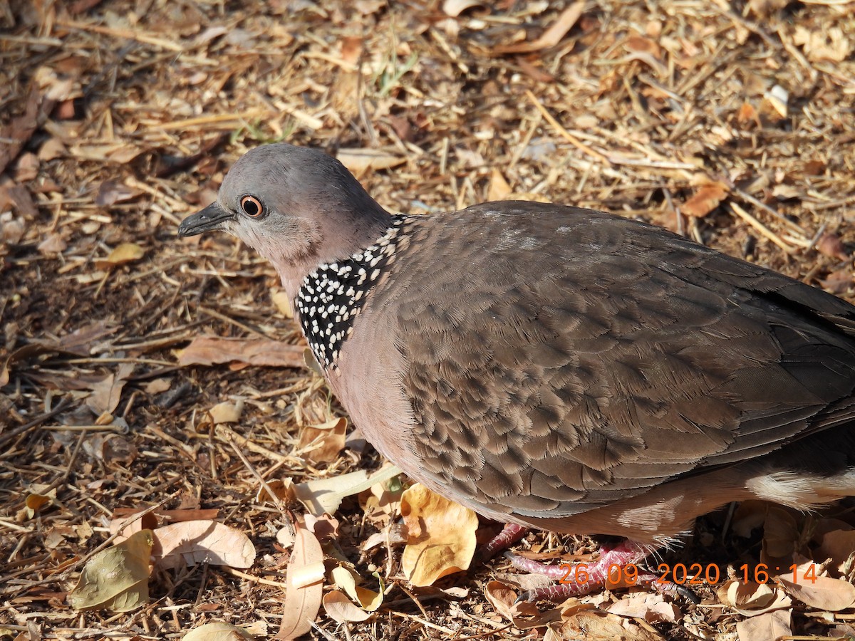 Spotted Dove - ML266120681