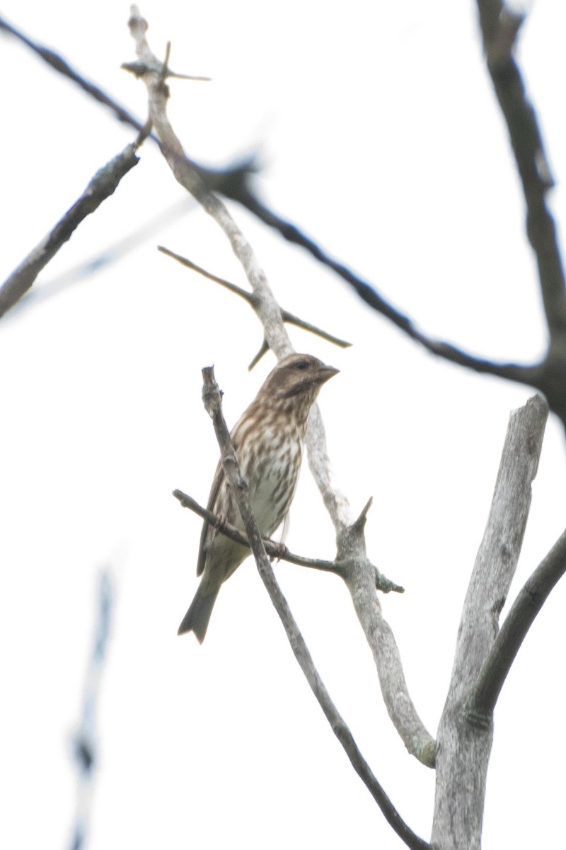 Purple Finch - Graham Deese