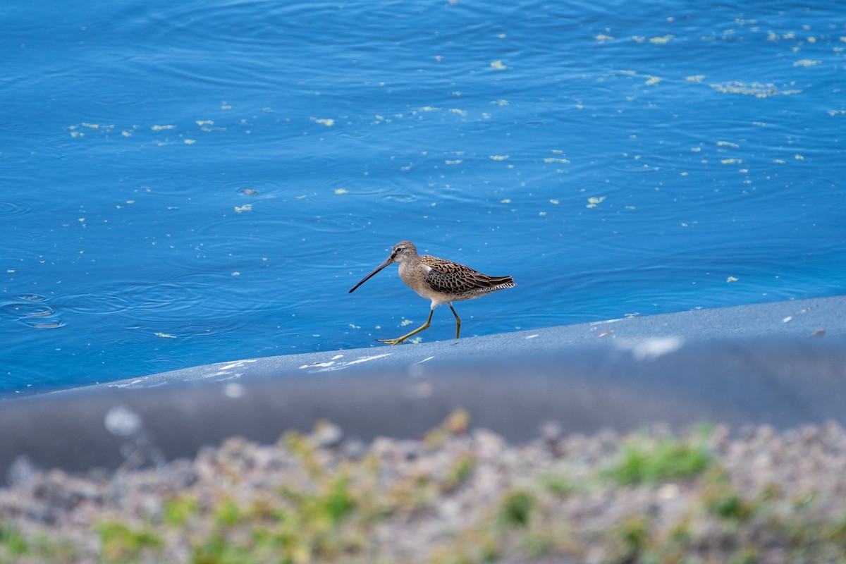 Long-billed Dowitcher - Alex Wang