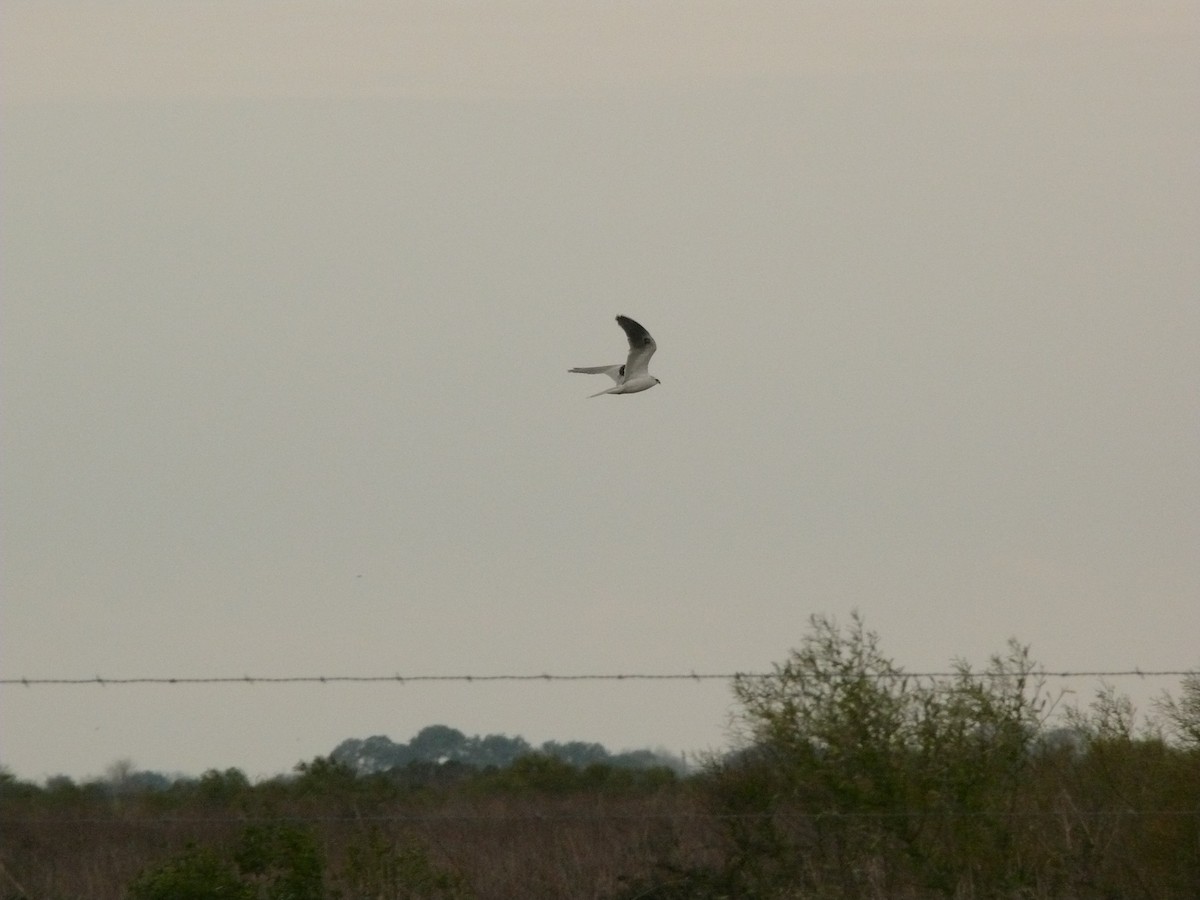 White-tailed Kite - ML266122681