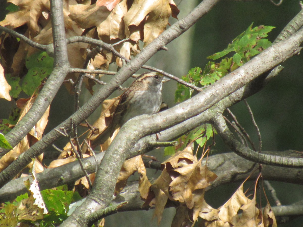 White-throated Sparrow - Justin Whitehurst