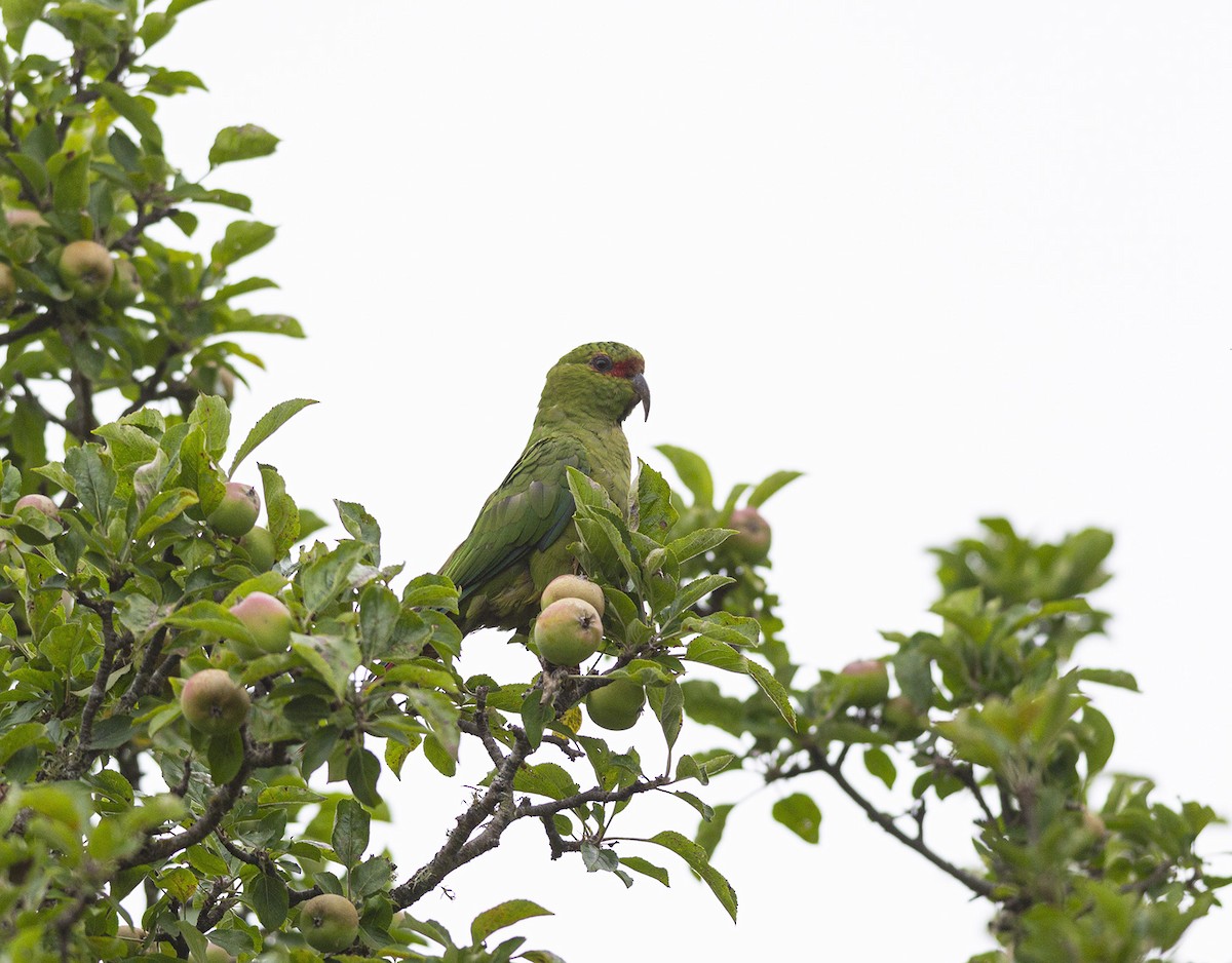 Slender-billed Parakeet - Esteban Villanueva (Aves Libres Chile)