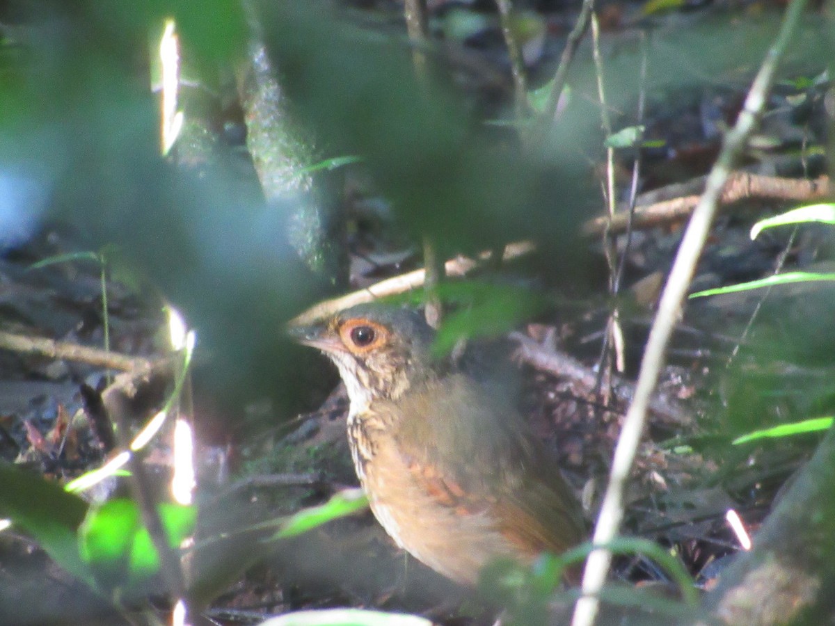 Spotted Antpitta - ML266122791
