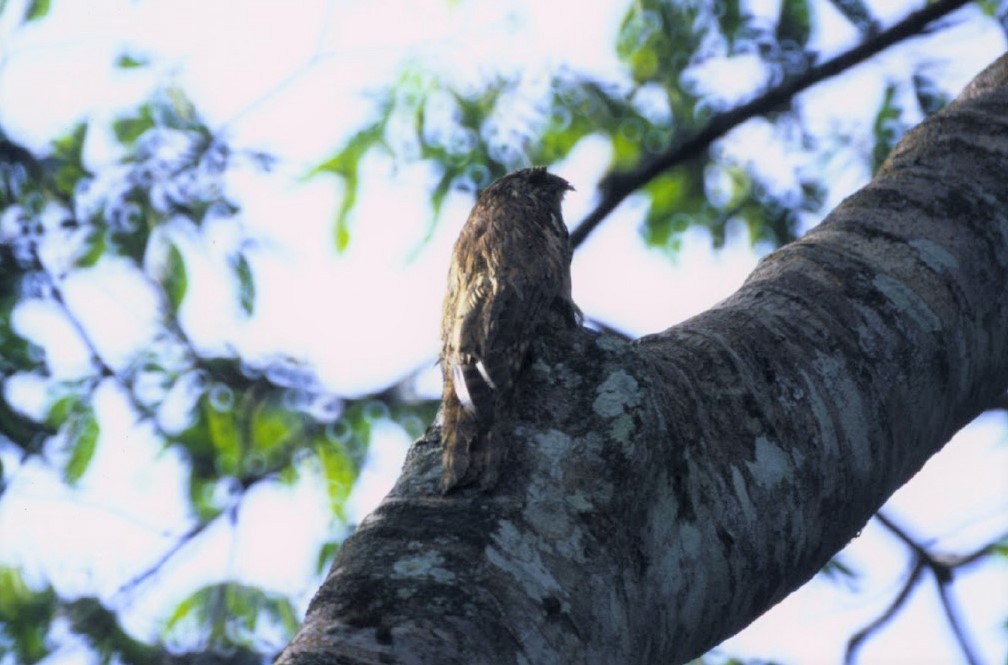 Long-tailed Potoo - ML266123581