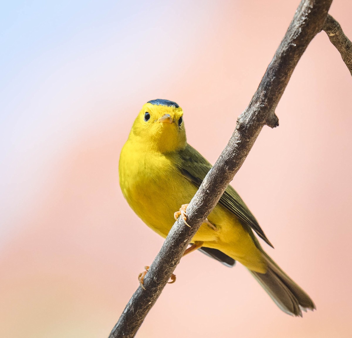 Wilson's Warbler - ML266123651