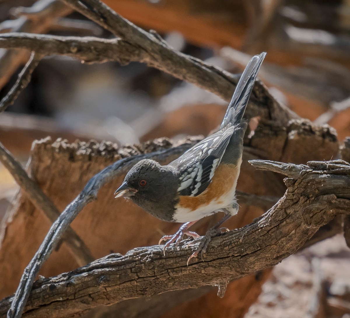 Spotted Towhee - William Richards