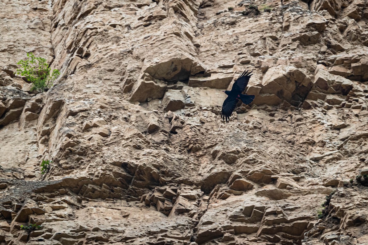 Red-billed Chough - ML266124361