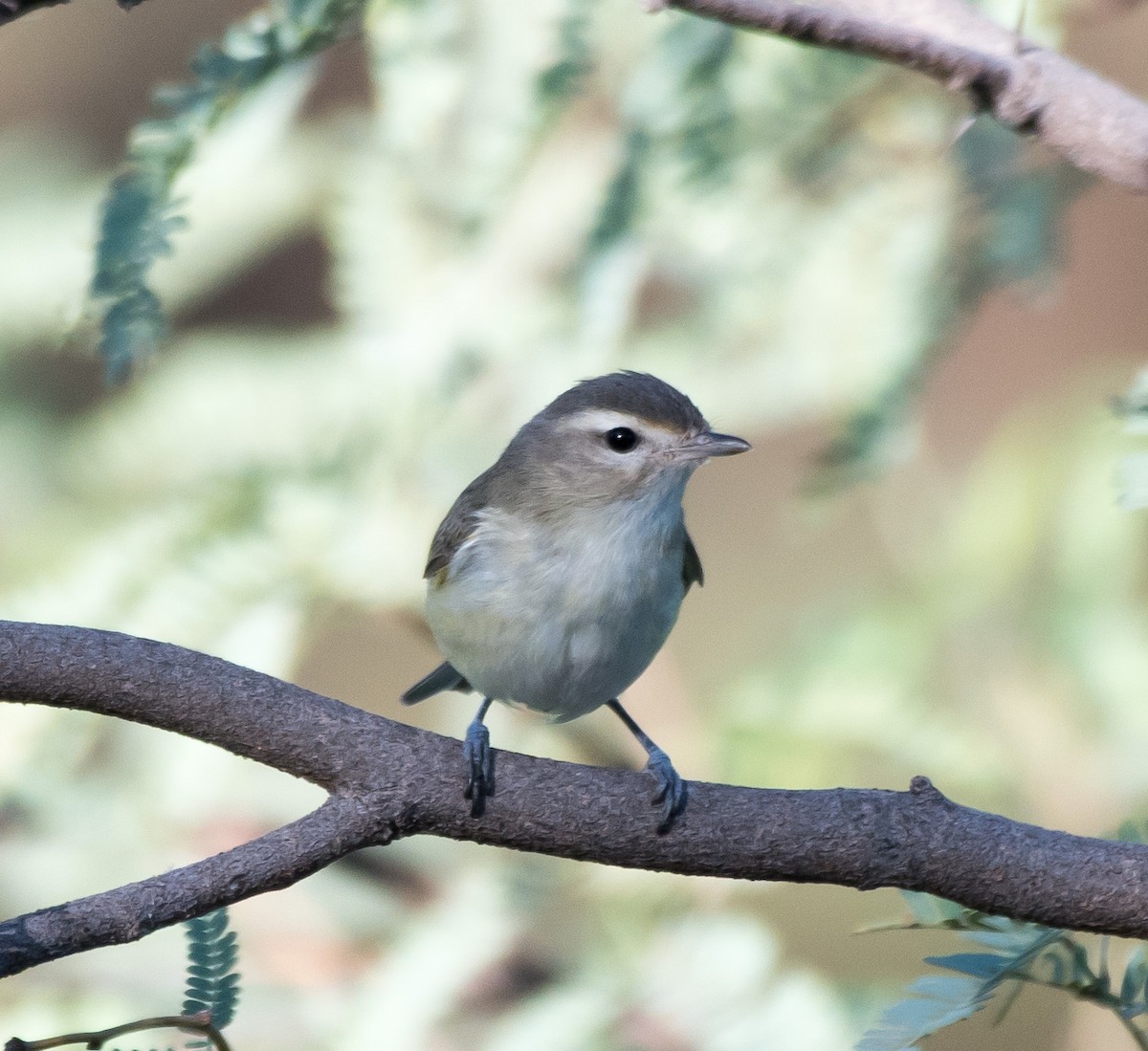 Vireo Gorjeador (grupo swainsoni) - ML266124521