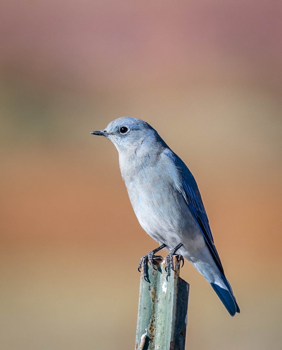 Mountain Bluebird - ML266125221