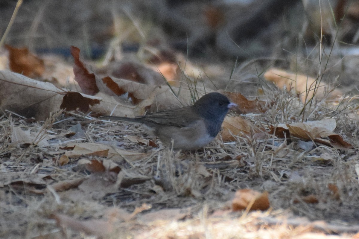 Dark-eyed Junco (Oregon) - ML266125461