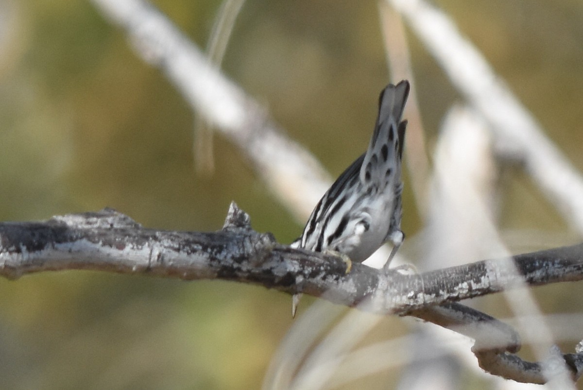 Black-and-white Warbler - ML266126651
