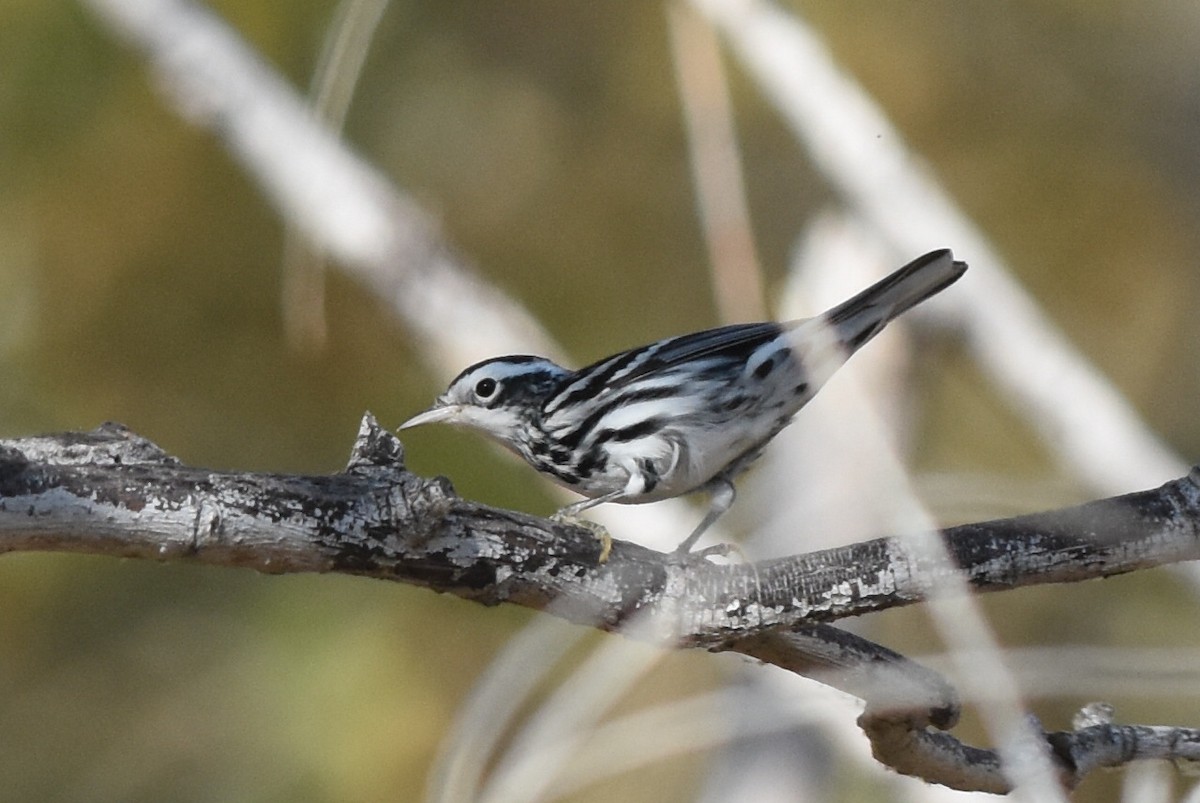 Black-and-white Warbler - ML266126661