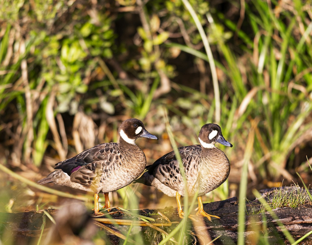 Spectacled Duck - ML266127641