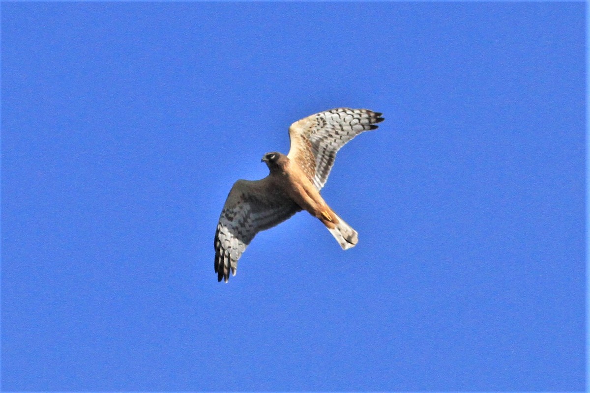 Northern Harrier - Kent Forward