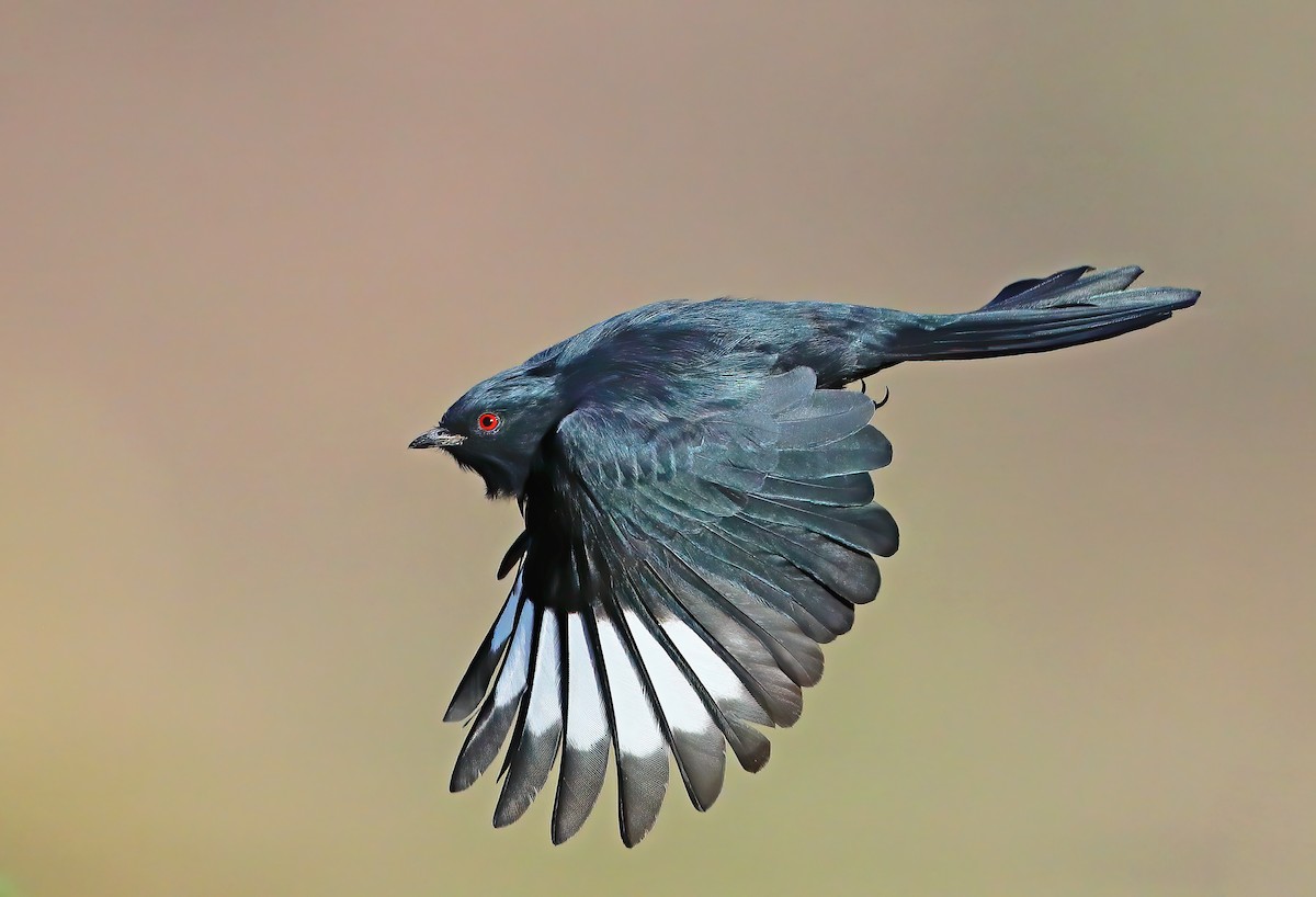 Phainopepla - Greg Homel