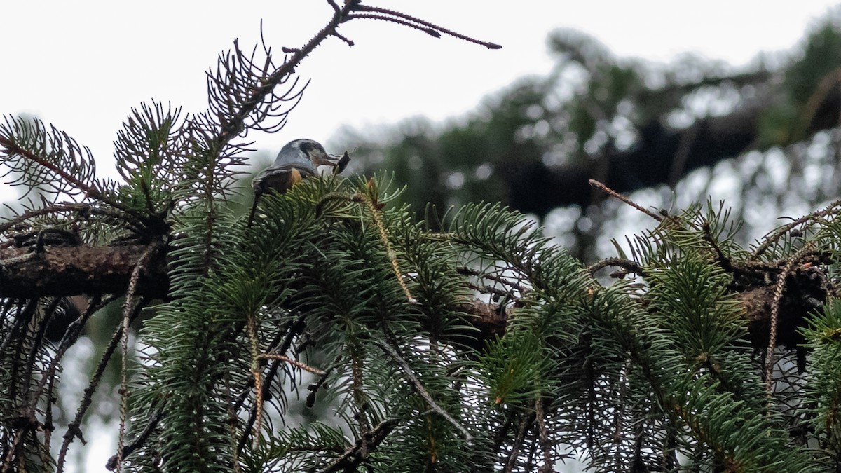 Red-breasted Nuthatch - ML266129491