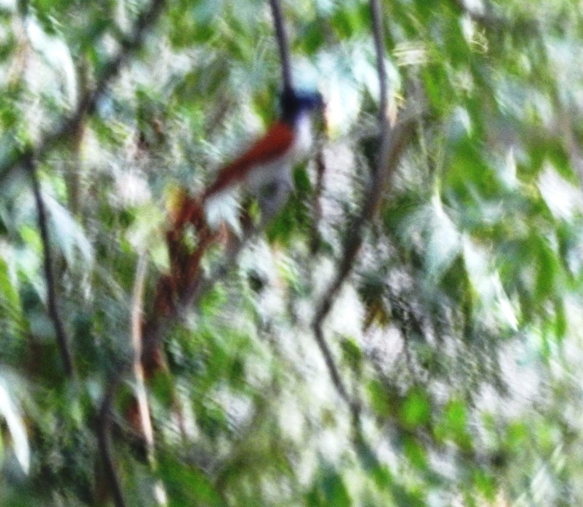 Indian Paradise-Flycatcher - ML26613121