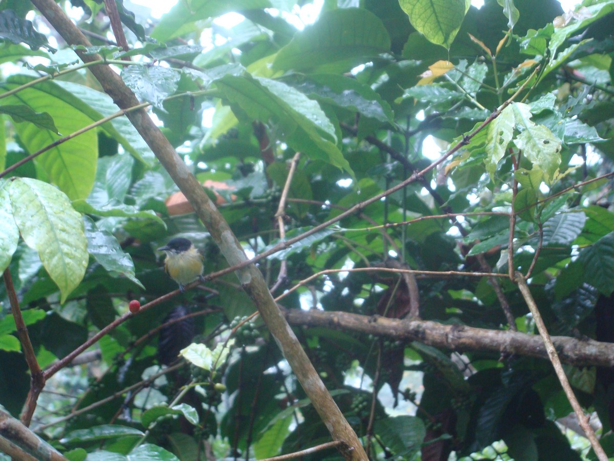 Black-headed Tody-Flycatcher - Daniel de Jesus Garcia León