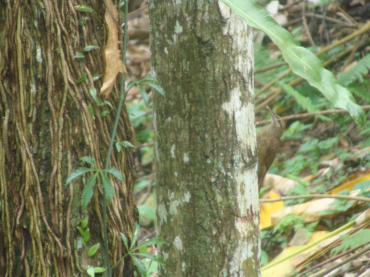 Black-banded Woodcreeper - Daniel de Jesus Garcia León