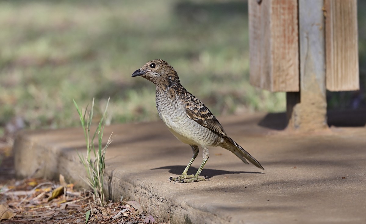 Spotted Bowerbird - Gary & Robyn Wilson