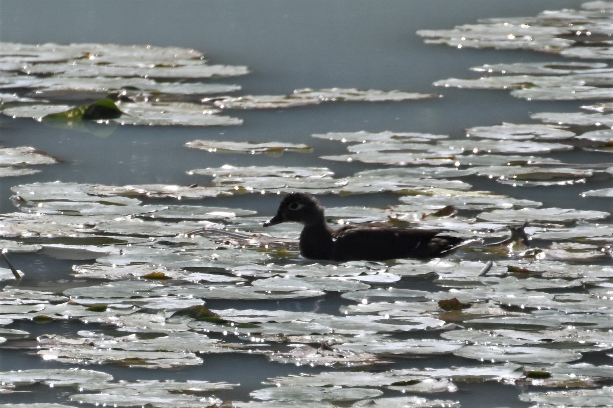 Wood Duck - ML266135651