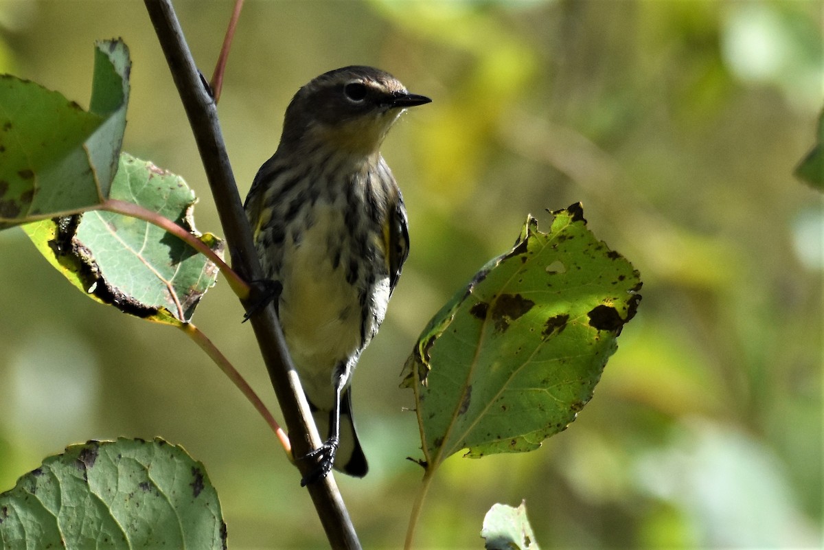 Yellow-rumped Warbler - ML266135691