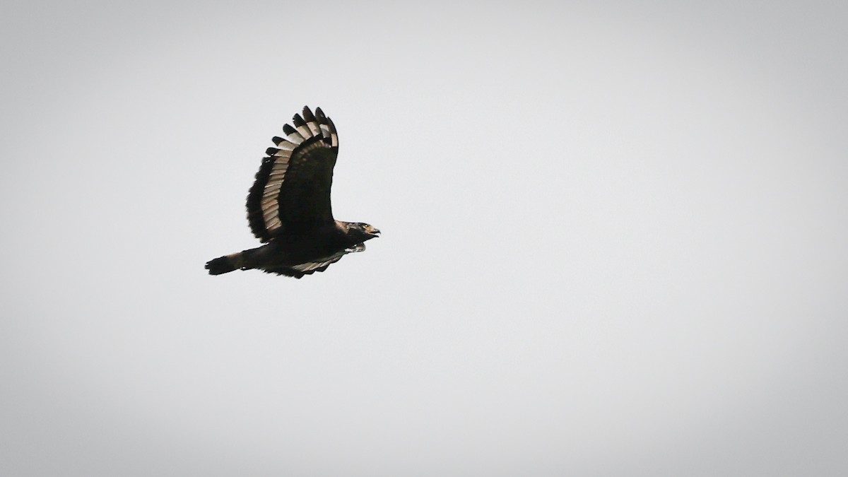 Crested Serpent-Eagle - ML266136041