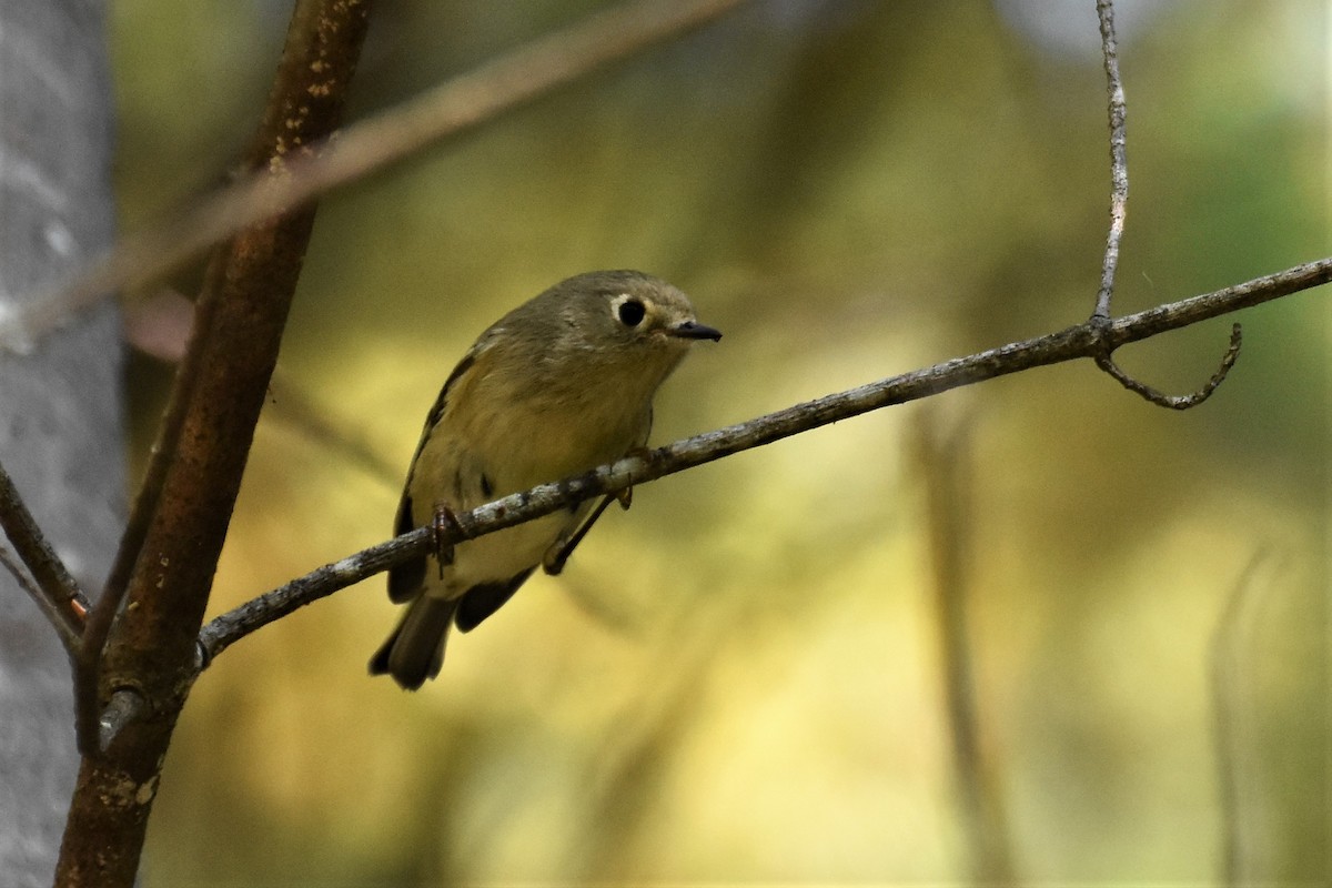 Ruby-crowned Kinglet - ML266136551