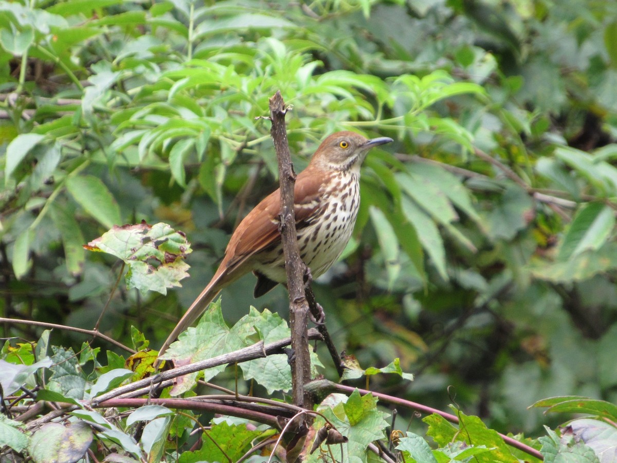 Brown Thrasher - ML266136741
