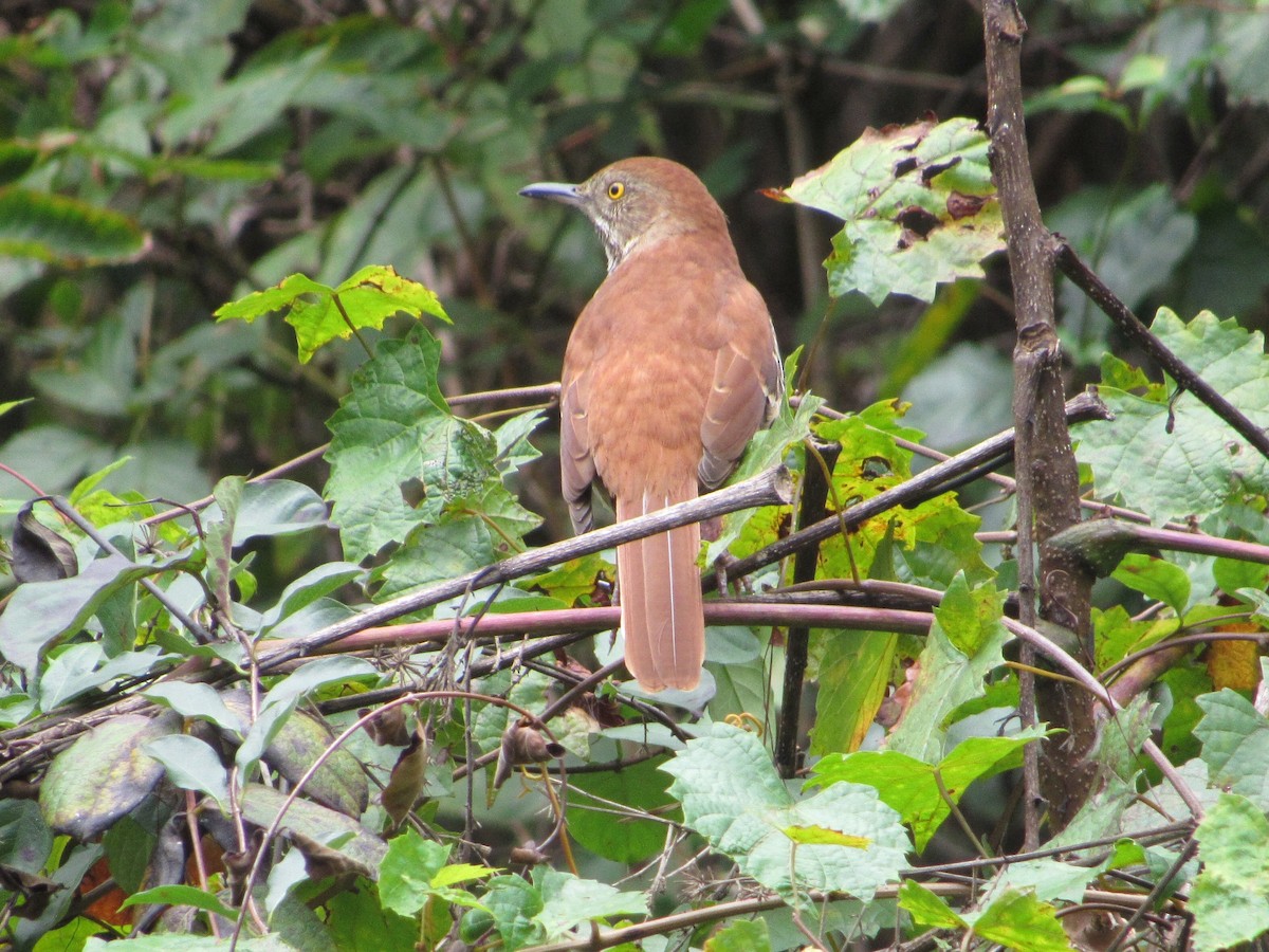 Brown Thrasher - ML266136751