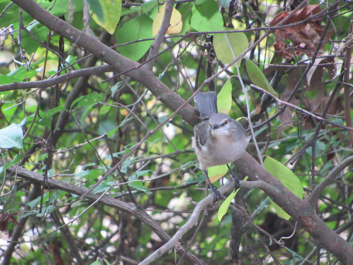 Northern Mockingbird - ML266136811