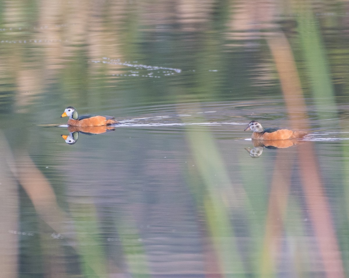 African Pygmy-Goose - ML266138301