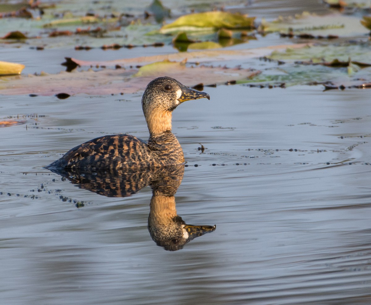 White-backed Duck - ML266138531