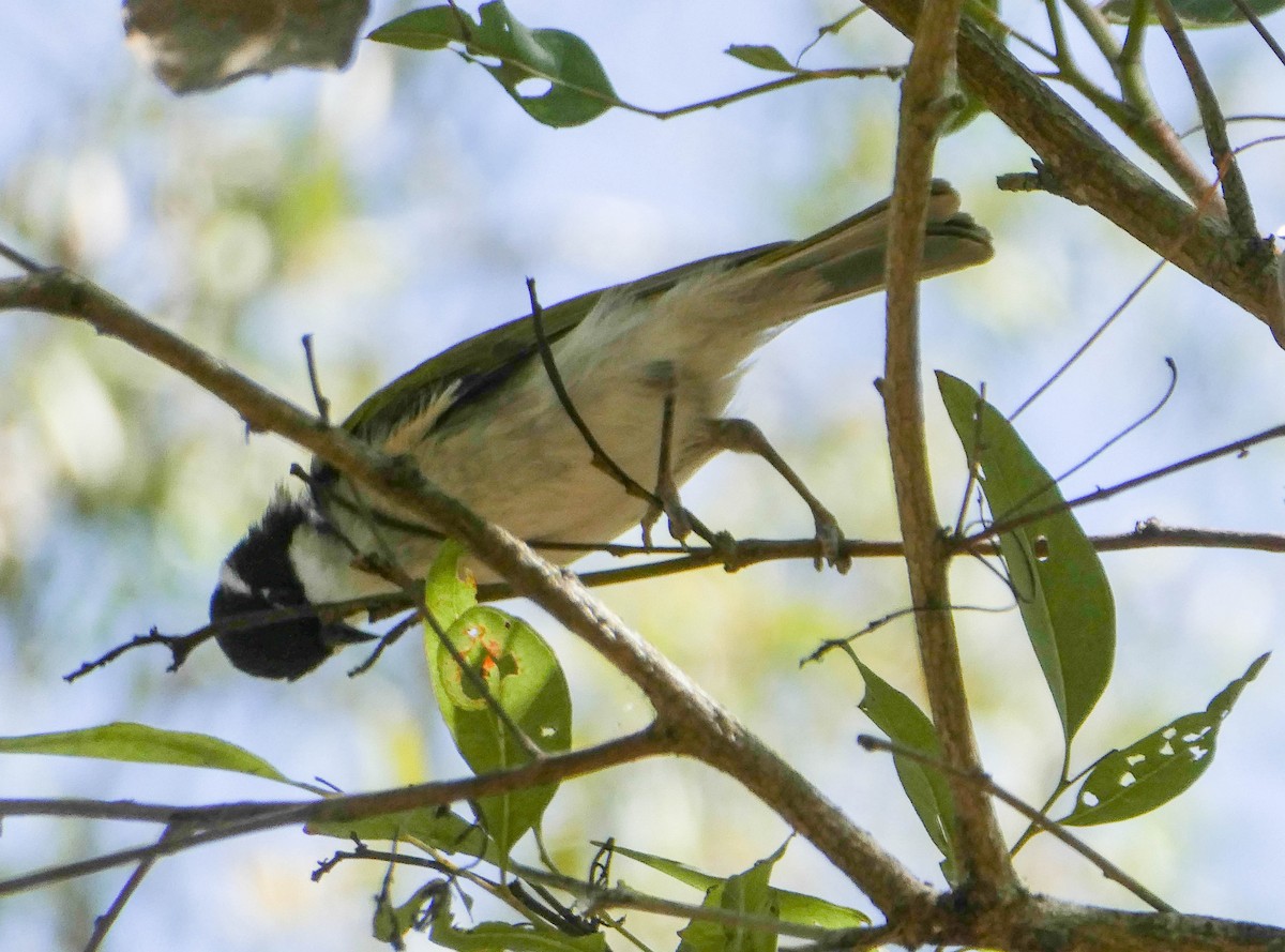 White-throated Honeyeater - ML266139471