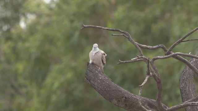 Peaceful Dove - ML266139871