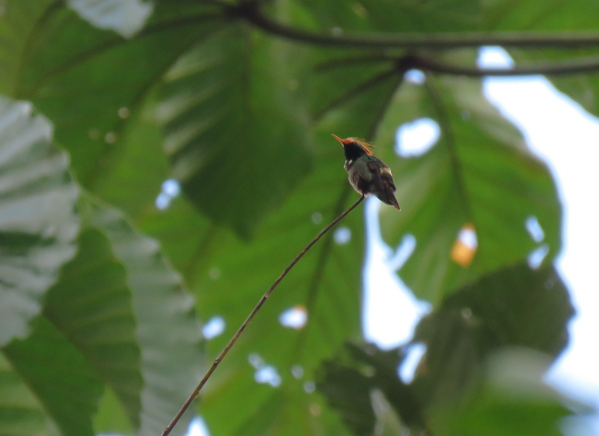 Rufous-crested Coquette - ML266140101