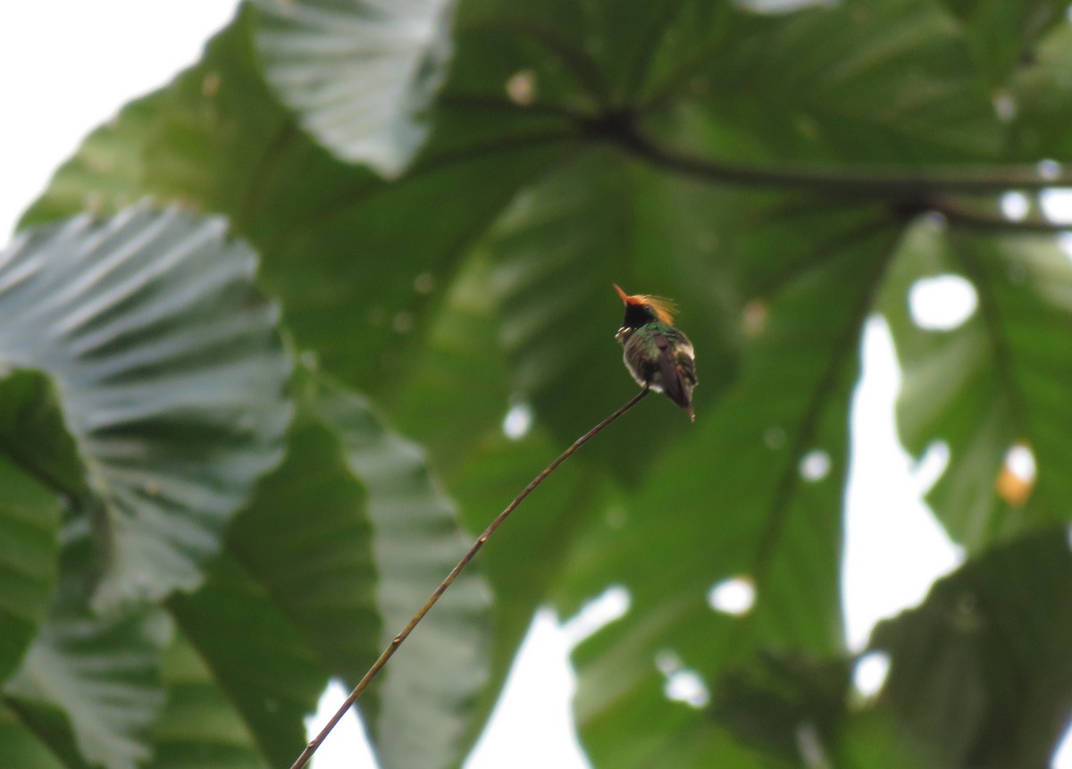 Rufous-crested Coquette - ML266140111