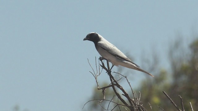 Black-faced Cuckooshrike - ML266140691