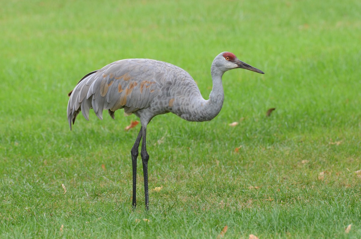 Sandhill Crane - ML266141331