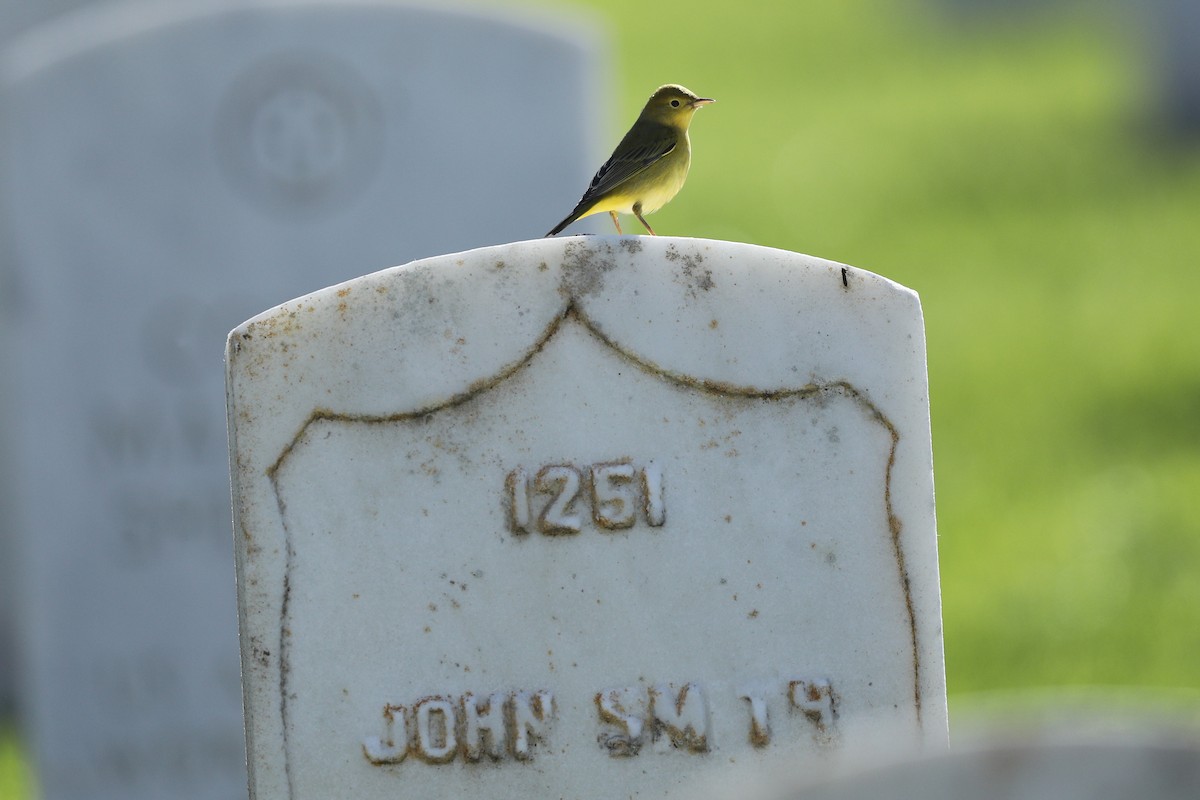 Yellow Warbler - ML266142371
