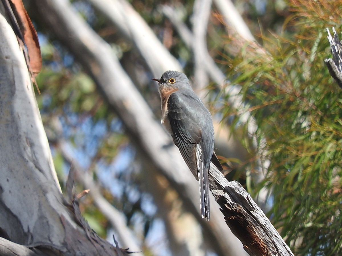 Fan-tailed Cuckoo - George Vaughan